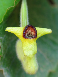 Aristolochia tomentosa Dutchman Aristolochia tomentosa Dutchman