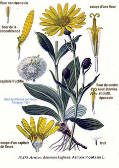 Arnica montana Arnica, Mountain arnica Arnica montana Arnica, Mountain arnica