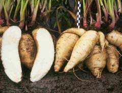 Arracacia xanthorrhiza Peruvian Parsnip, Arracacha