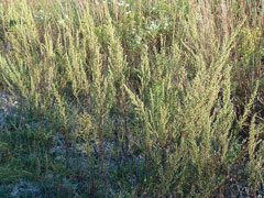 Artemisia biennis Biennial Wormwood Artemisia biennis Biennial Wormwood
