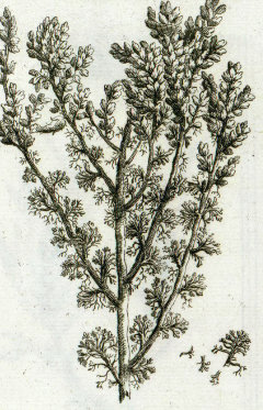 Artemisia herba-alba White Wormwood