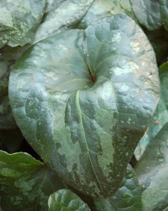 Asarum splendens Chinese Wild Ginger Asarum splendens Chinese Wild Ginger