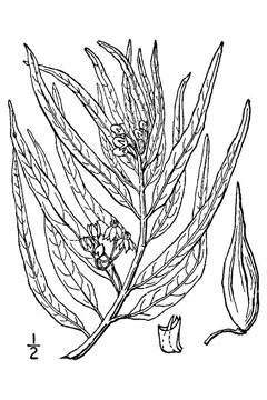Asclepias brachystephana Bract milkweed Asclepias brachystephana Bract milkweed
