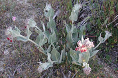 Asclepias californica California Milkweed, Greene Asclepias californica California Milkweed, Greene