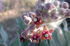 Asclepias californica California Milkweed, Greene Asclepias californica California Milkweed, Greene