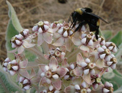 Asclepias eriocarpa Woollypod Milkweed