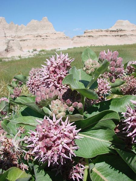 Asclepias speciosa Showy Milkweed Asclepias speciosa Showy Milkweed