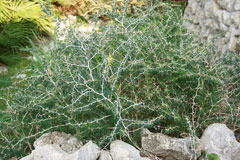 Asparagus albus Asparagus albus