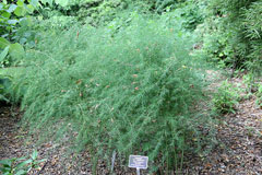 Asparagus cochinchinensis Chinese Asparagus Asparagus cochinchinensis Chinese Asparagus