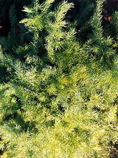 Asparagus racemosus Shatavari
