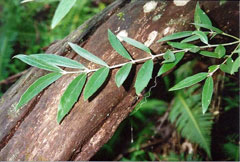 Atherosperma moschatum Black Sassafras Atherosperma moschatum Black Sassafras