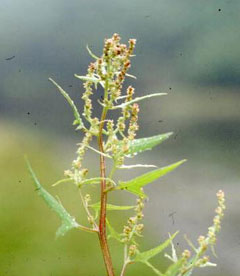 Atriplex hastata Hastate Orach Atriplex hastata Hastate Orach