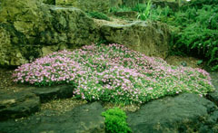 Aubrieta deltoidea Aubretia, Lilacbush, False Rockcress Aubrieta deltoidea Aubretia, Lilacbush, False Rockcress