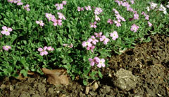 Aubrieta deltoidea Aubretia, Lilacbush, False Rockcress Aubrieta deltoidea Aubretia, Lilacbush, False Rockcress