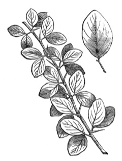 Balanites aegyptiaca Desert Date. Desert date, Soapberry tree