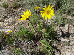 Balsamorhiza hookeri Balsam Root, Hooker Balsamorhiza hookeri Balsam Root, Hooker