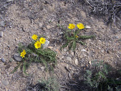 Balsamorhiza hookeri Balsam Root, Hooker Balsamorhiza hookeri Balsam Root, Hooker
