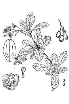 Berberis canadensis Allegheny Barberry, American barberry Berberis canadensis Allegheny Barberry, American barberry
