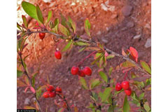 Berberis fendleri Colorado Barberry Berberis fendleri Colorado Barberry