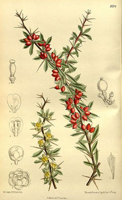 Berberis wilsoniae Wilson barberry Berberis wilsoniae Wilson barberry