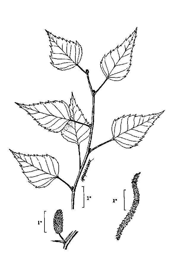 Betula populifolia Grey Birch Betula populifolia Grey Birch