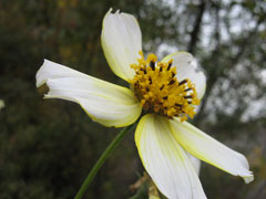 Bidens aurea Arizona beggarticks Bidens aurea Arizona beggarticks