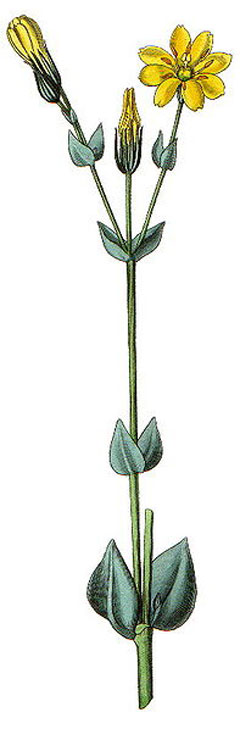 Blackstonia perfoliata Yellow Wort Blackstonia perfoliata Yellow Wort