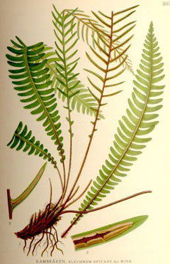 Blechnum spicant Hard Fern, Deer fern Blechnum spicant Hard Fern, Deer fern