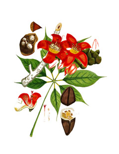 Bombax ceiba Red Silk Cotton Tree, Kapok Tree