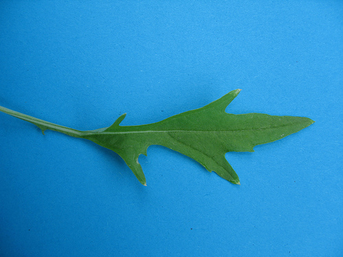 Brassica rapa nipposinica Mizuna Brassica rapa nipposinica Mizuna