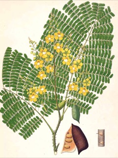 Caesalpinia sappan Sappanwood. Rainbow wood Caesalpinia sappan Sappanwood. Rainbow wood