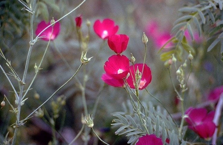 Callirhoe leiocarpa Tall Poppy-Mallow Callirhoe leiocarpa Tall Poppy-Mallow