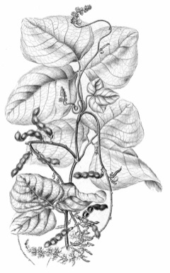 Calopogonium caeruleum Wild jicama Calopogonium caeruleum Wild jicama