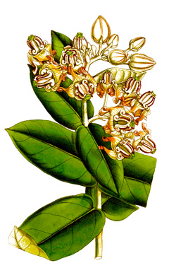Calotropis gigantea Giant Milkweed, Crown Flower, Giant Calotrope, Swallow-wort