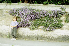 Campanula portenschlagiana Adria Bellflower Campanula portenschlagiana Adria Bellflower