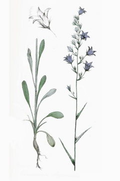 Campanula rapunculus Rampion