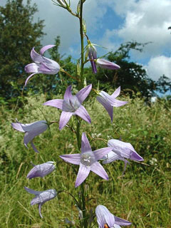 Campanula rapunculus Rampion