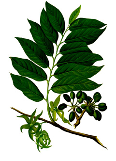Cananga odorata Ylang Ylang, Perfume Tree