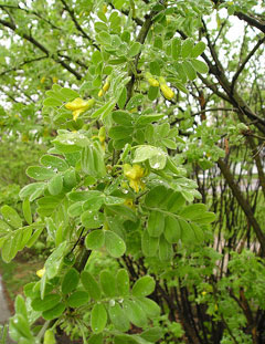 Caragana arborescens Siberian Pea Tree, Siberian peashrub Caragana arborescens Siberian Pea Tree, Siberian peashrub