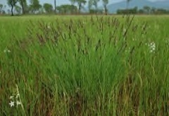 Carex meyeriana Sedge, Wu la cao