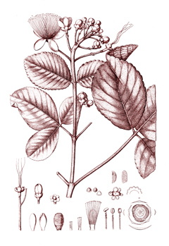 Caryocar brasiliense Pequi, Souari nut Caryocar brasiliense Pequi, Souari nut