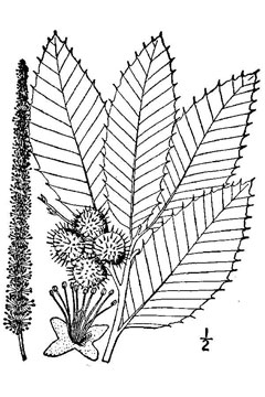 Castanea pumila Chinquapin, Ozark chinkapin