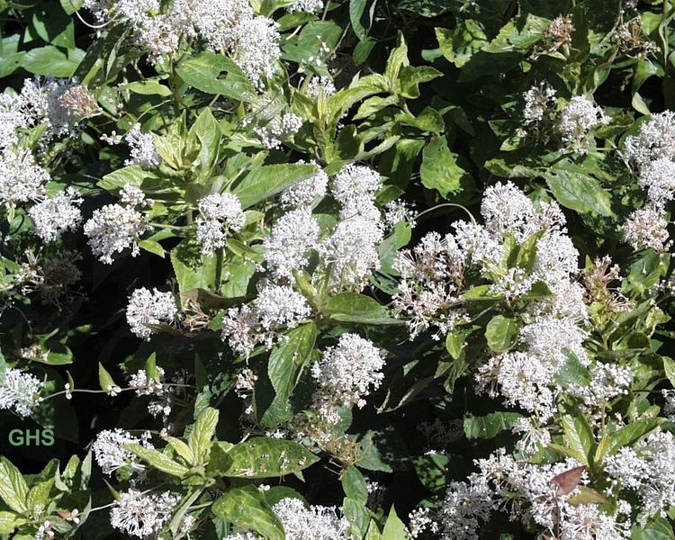 Ceanothus americanus New Jersey Tea, Wild Snowball Ceanothus americanus New Jersey Tea, Wild Snowball