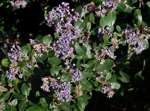 Ceanothus maritimus Maritime Ceanothus Ceanothus maritimus Maritime Ceanothus