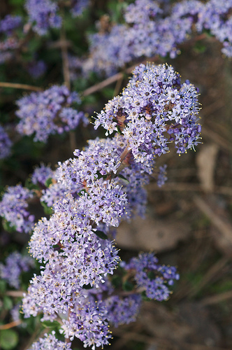 Ceanothus species Ceanothus species
