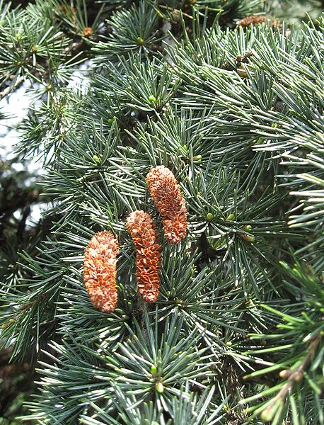 Cedrus libani Cedar Of Lebanon