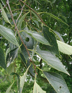Celtis caucasica Caucasian hackberry Celtis caucasica Caucasian hackberry