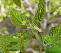 Celtis reticulata Paloblanco, Netleaf hackberry Celtis reticulata Paloblanco, Netleaf hackberry