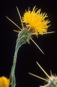 Centaurea solstitialis St. Barnaby