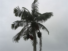 Ceroxylon quindiuense Wax Palm Ceroxylon quindiuense Wax Palm